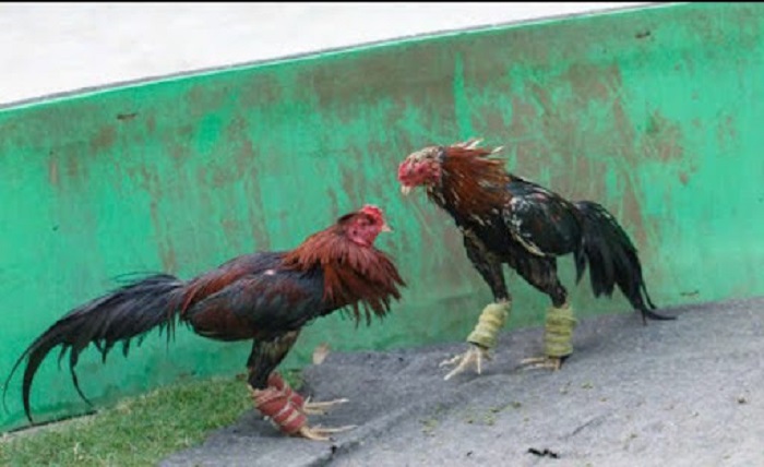 Cockfighting