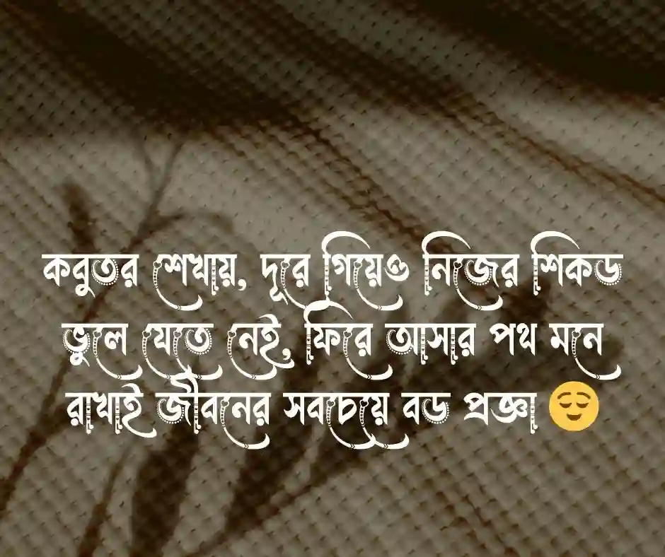 কবুতর নিয়ে উক্তি