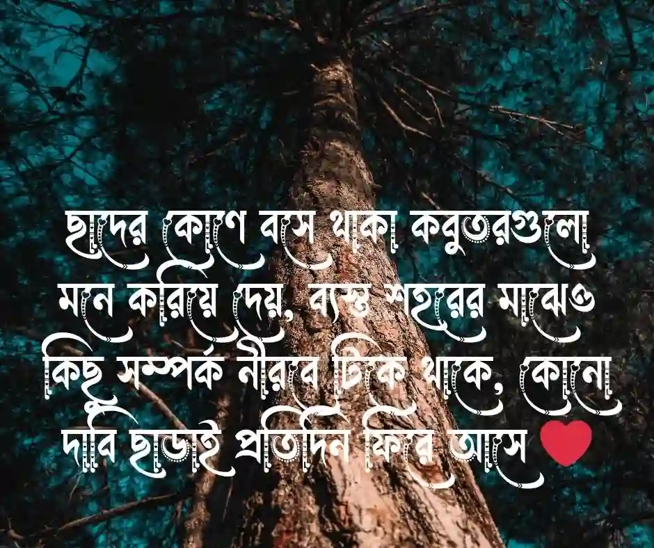 কবুতর নিয়ে ক্যাপশন কবুতর&nbsp; নিয়ে স্ট্যাটাস