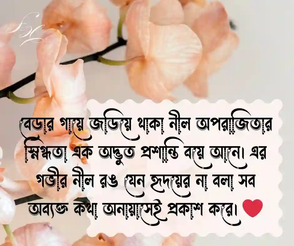 অপরাজিতা ফুল নিয়ে ক্যাপশন