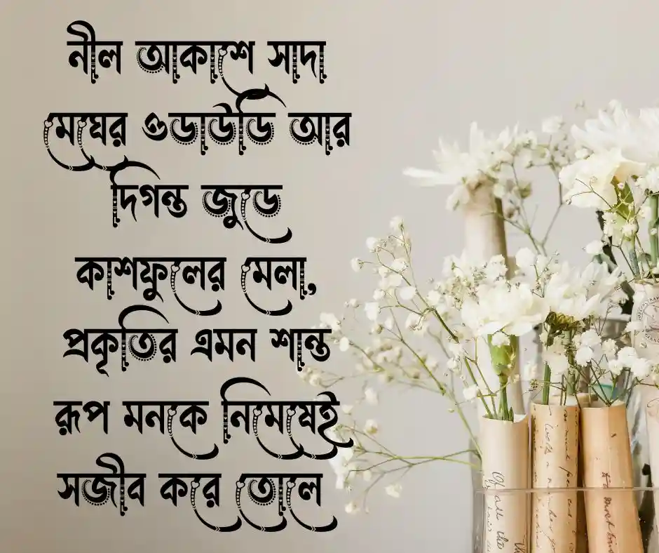 কাশফুলের ছবি HD কাশফুলের পিক