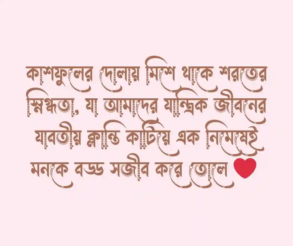 কাশফুল নিয়ে ক্যাপশন কাশফুল নিয়ে স্ট্যাটাস