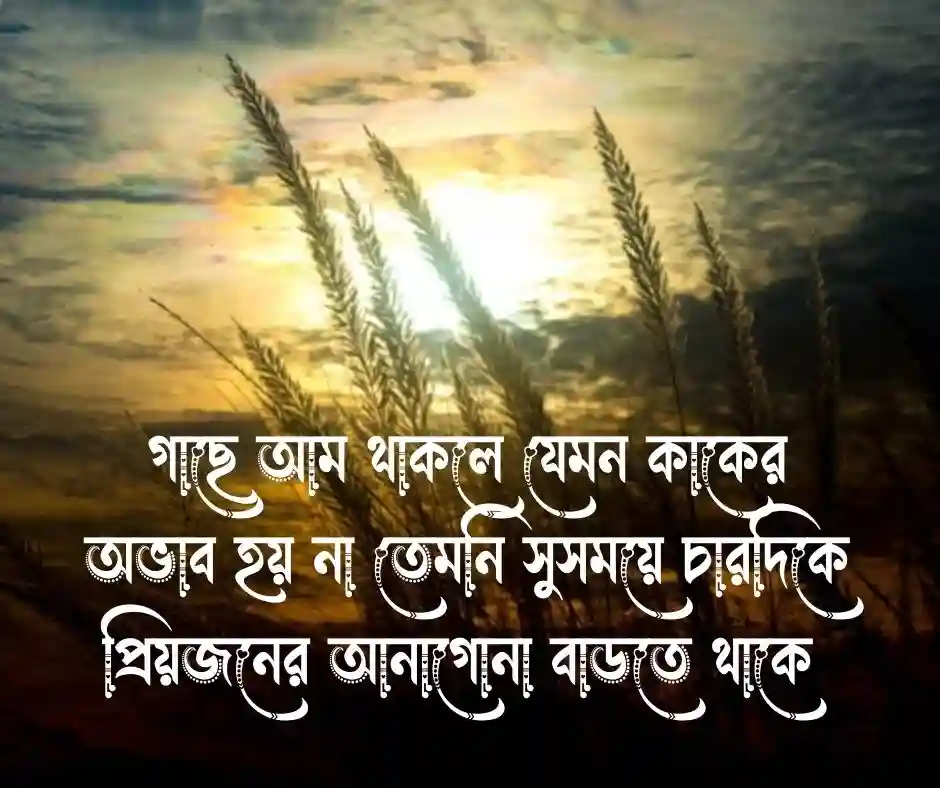 আম নিয়ে প্রবাদ