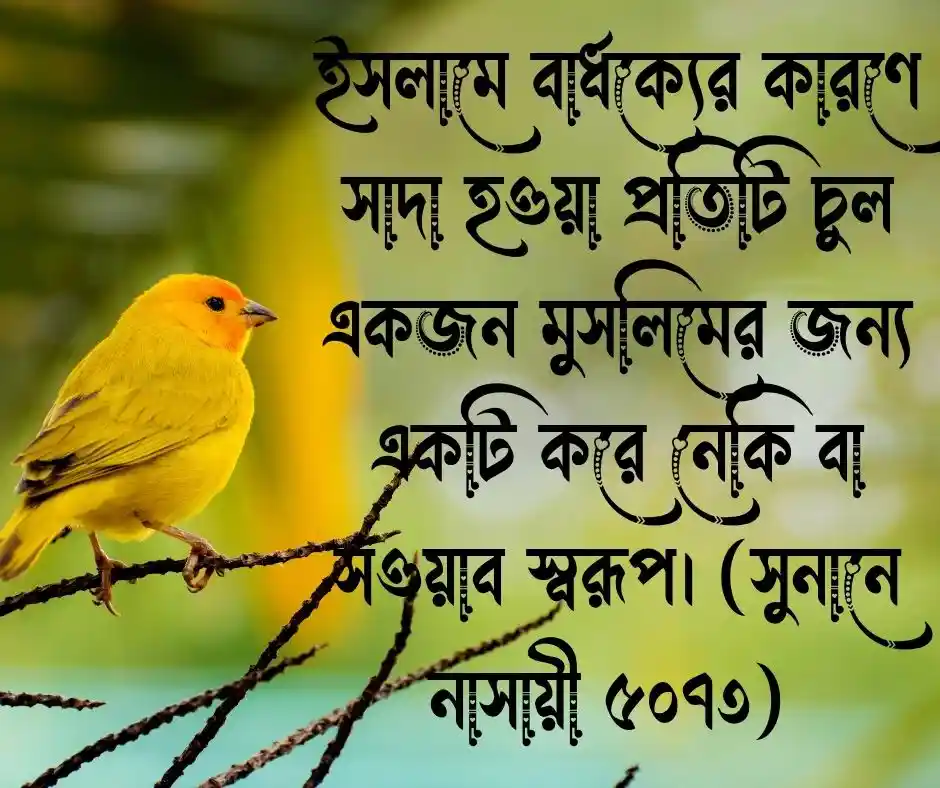 পাকা চুল নিয়ে হাদিস