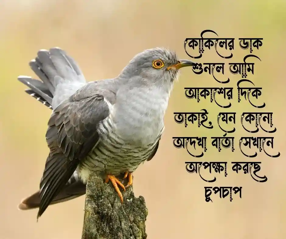 কোকিল নিয়ে উক্তি
