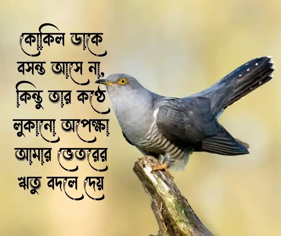 কোকিল নিয়ে উক্তি