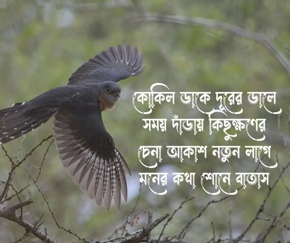 কোকিল নিয়ে কবিতা