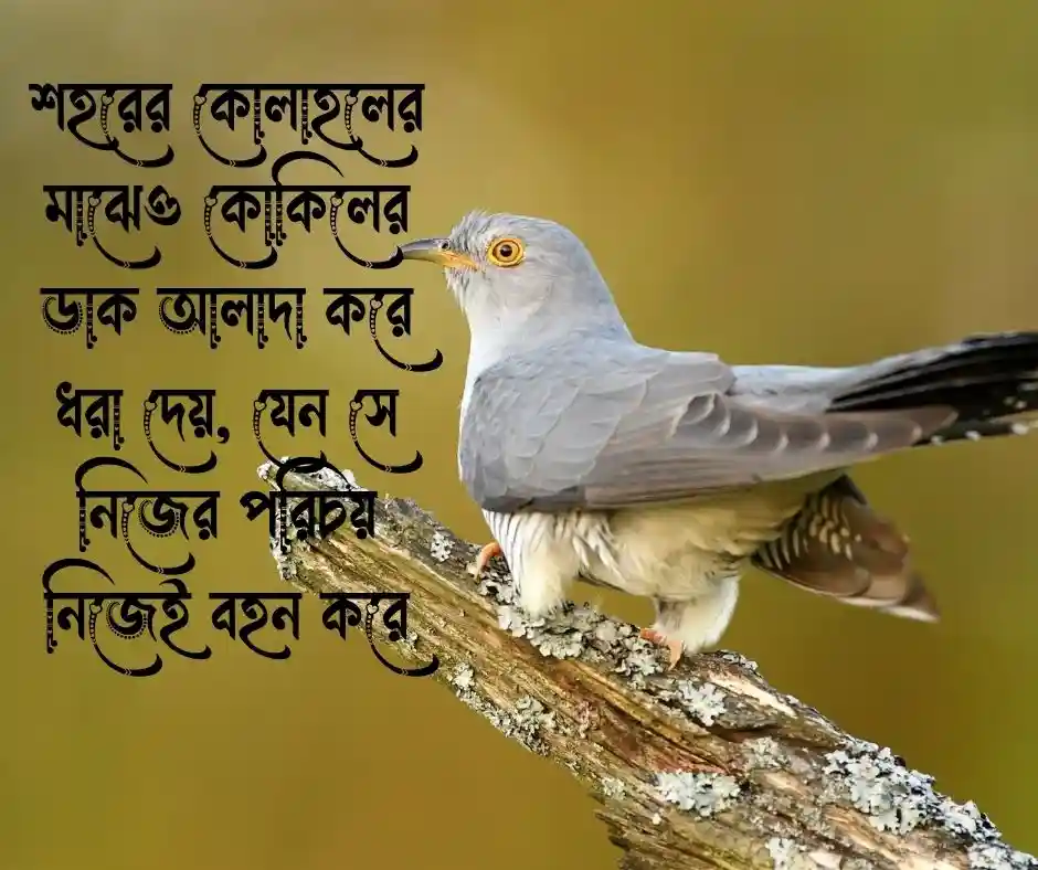 কোকিল নিয়ে ক্যাপশন