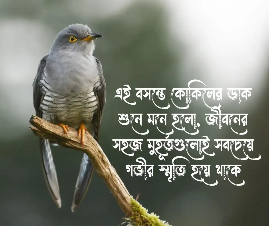বসন্তের কোকিল নিয়ে উক্তি